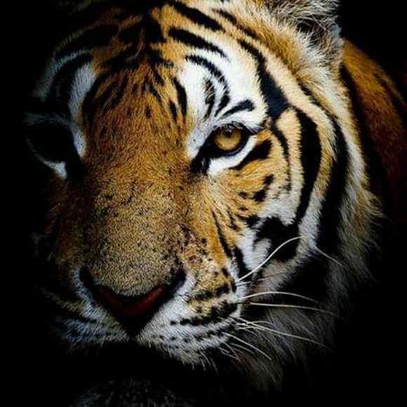 Meet your Posher, Kristine - Picture 1 of 1